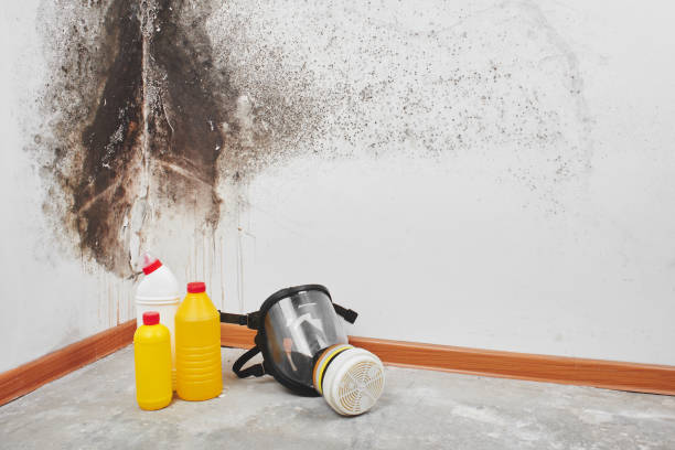 Best Certified Mold Removal  in Bogata, TX
