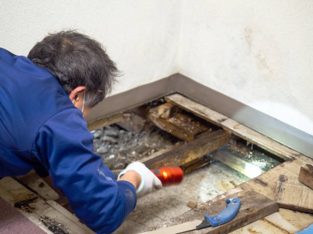 Best Home Mold Removal  in Bogata, TX