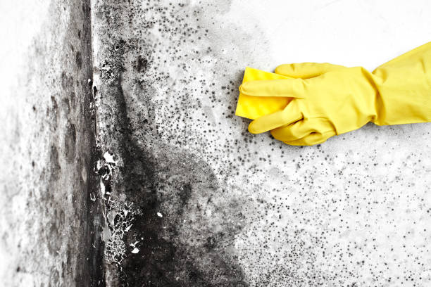 Best Mold Testing  in Bogata, TX