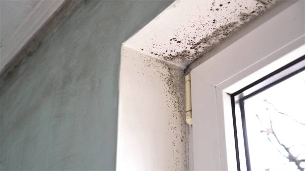 Best Mold Removal Company Near Me  in Bogata, TX