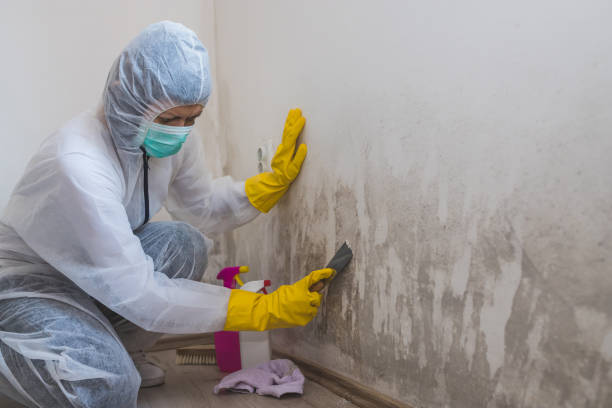 Mold Removal and Inspection in Bogata, TX
