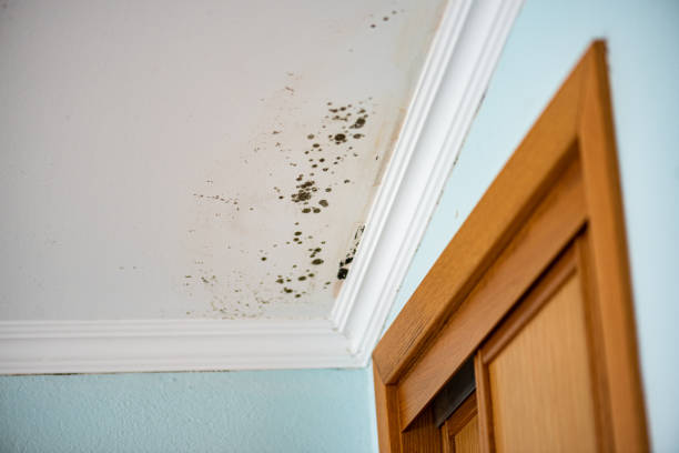 Professional Mold Removal in Bogata, TX