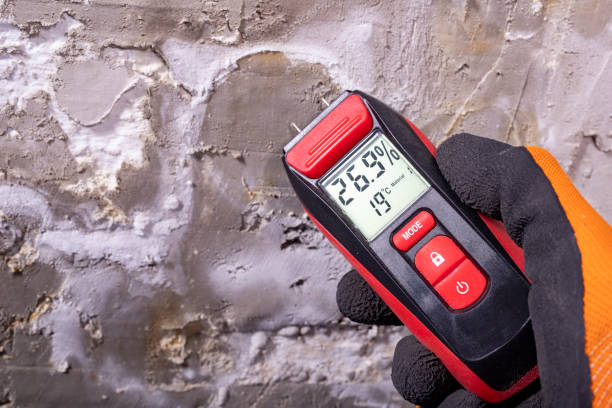 Best Commercial Mold Removal  in Bogata, TX