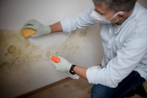 Best Home Mold Removal  in Bogata, TX