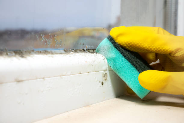 Best Fast Mold Removal  in Bogata, TX