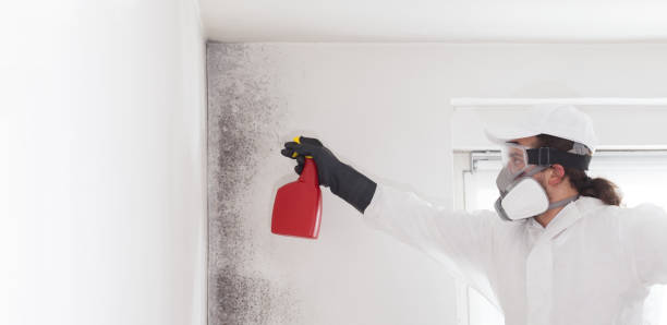 Best Professional Mold Removal  in Bogata, TX