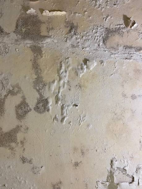 Water Damage Restoration in Bogata, TX