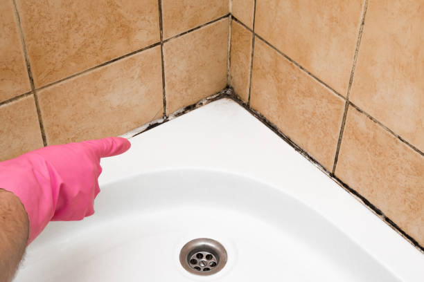 Best Certified Mold Removal  in Bogata, TX