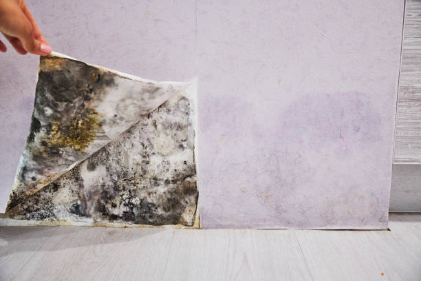 Certified Mold Removal in Bogata, TX